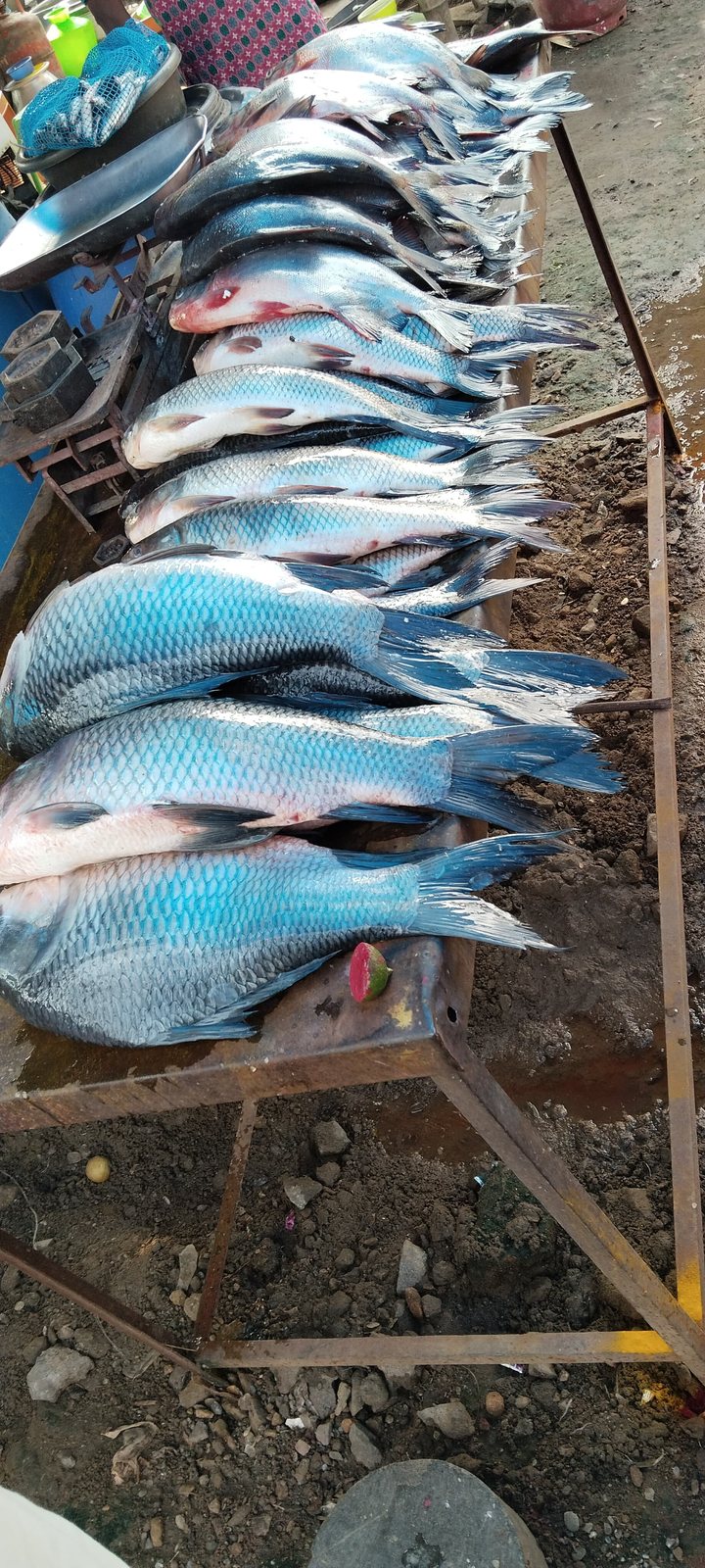 Whole fish arranged for wholesale selection